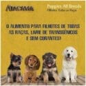 Atacama Cães Filhotes Todos Os Tamanhos 14Kg