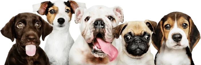 group-portrait-adorable-puppies__Copy_-removebg-preview